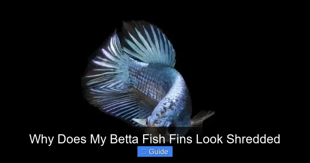 Why Does My Betta Fish Fins Look Shredded