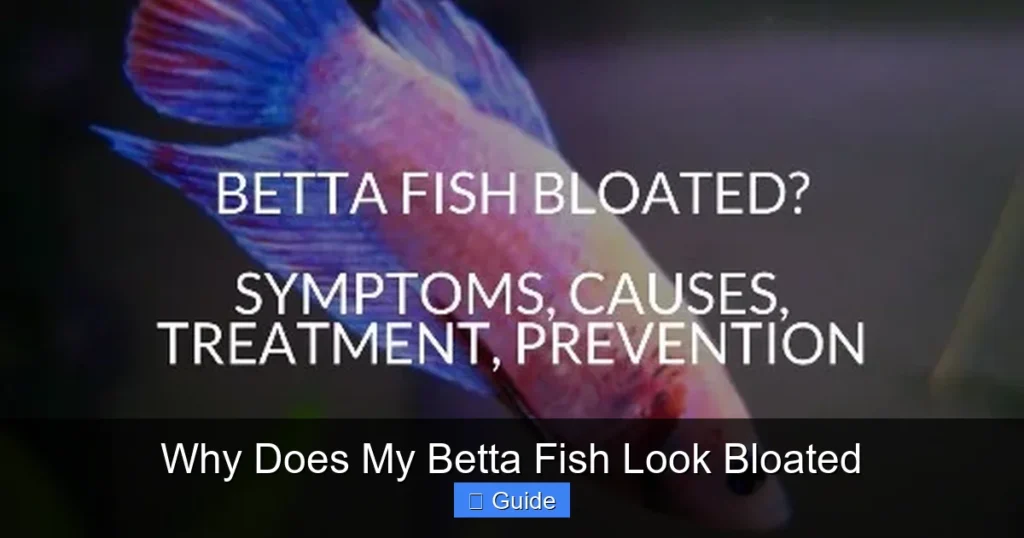 Why Does My Betta Fish Look Bloated