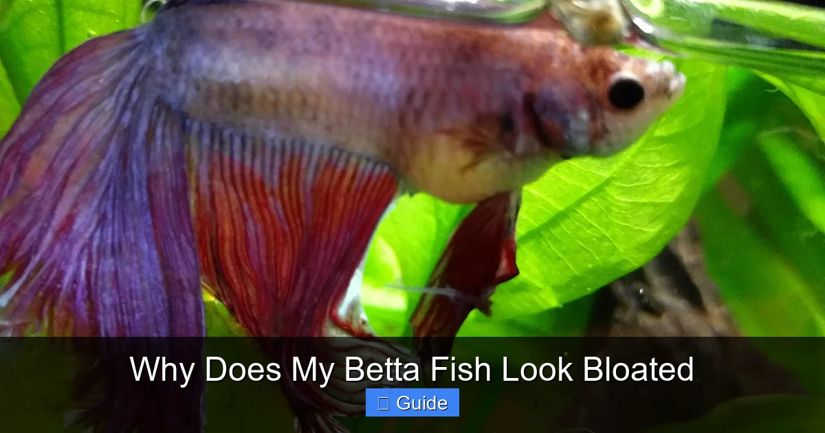 Why Does My Betta Fish Look Bloated