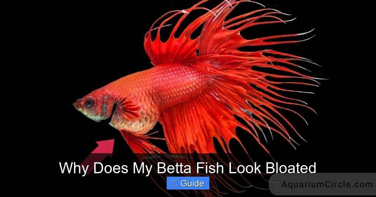Why Does My Betta Fish Look Bloated