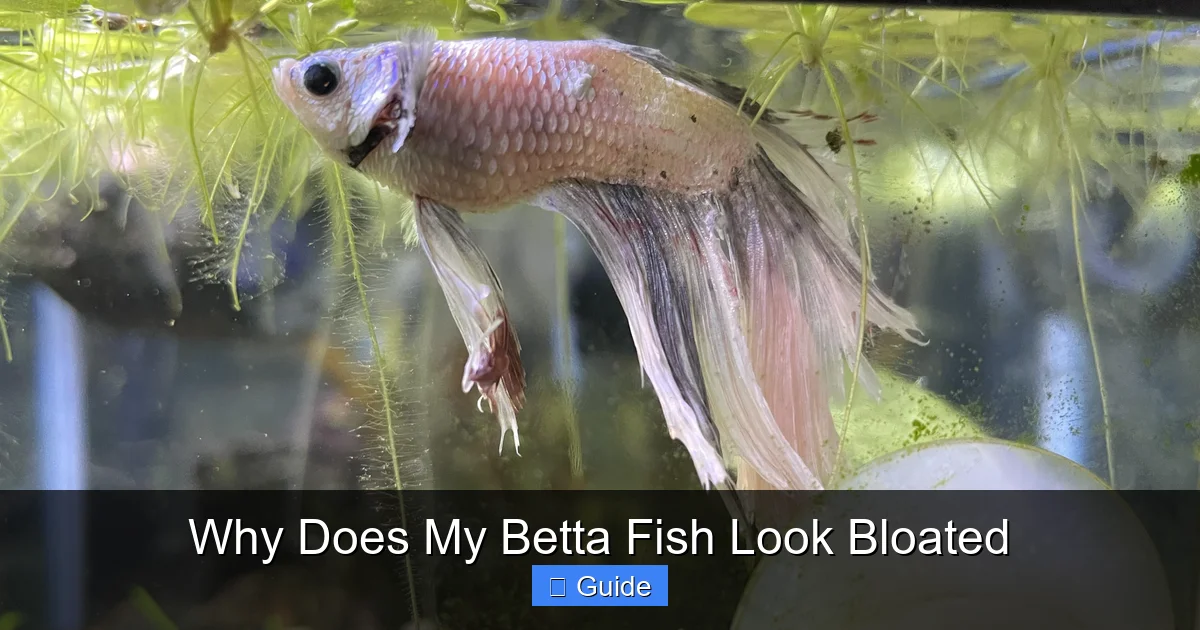 Why Does My Betta Fish Look Bloated
