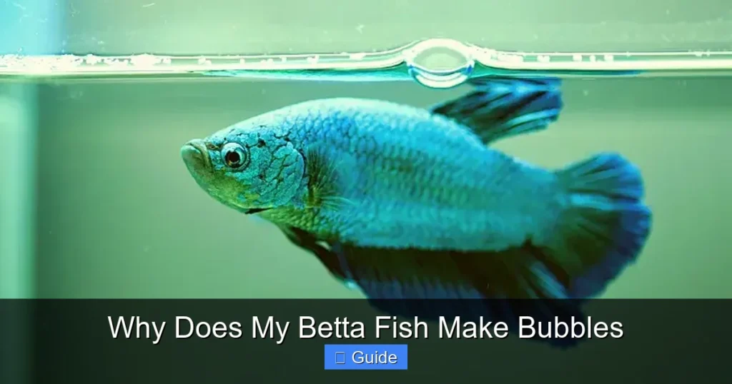 Why Does My Betta Fish Make Bubbles