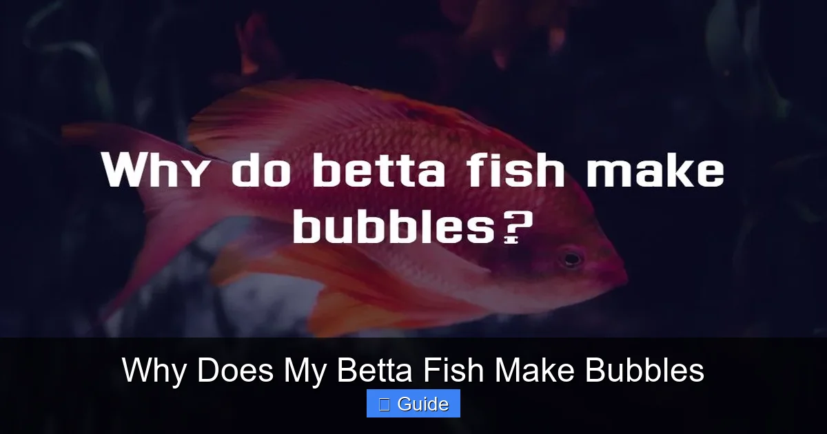 Why Does My Betta Fish Make Bubbles