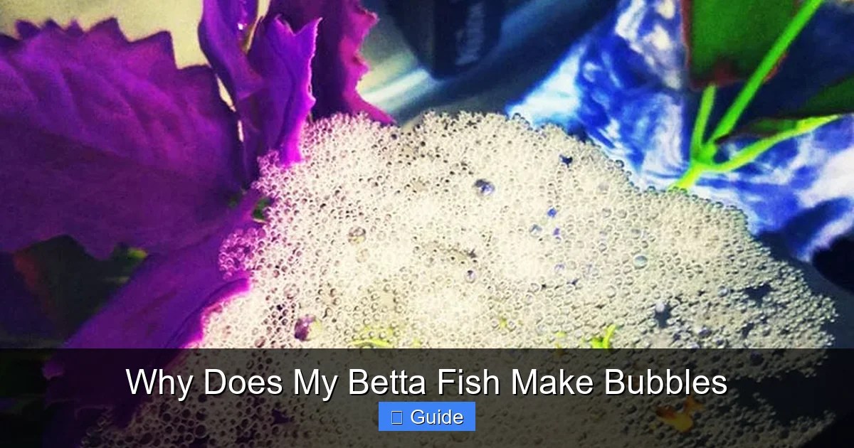 Why Does My Betta Fish Make Bubbles