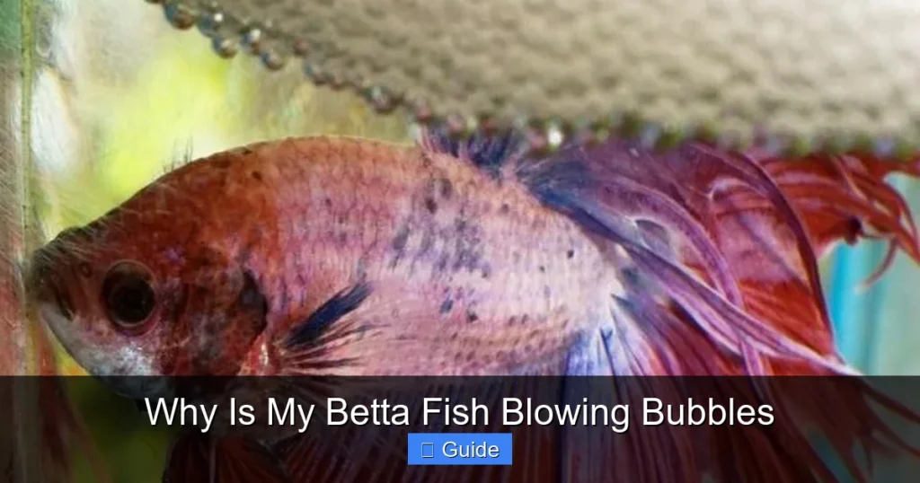 Why Is My Betta Fish Blowing Bubbles