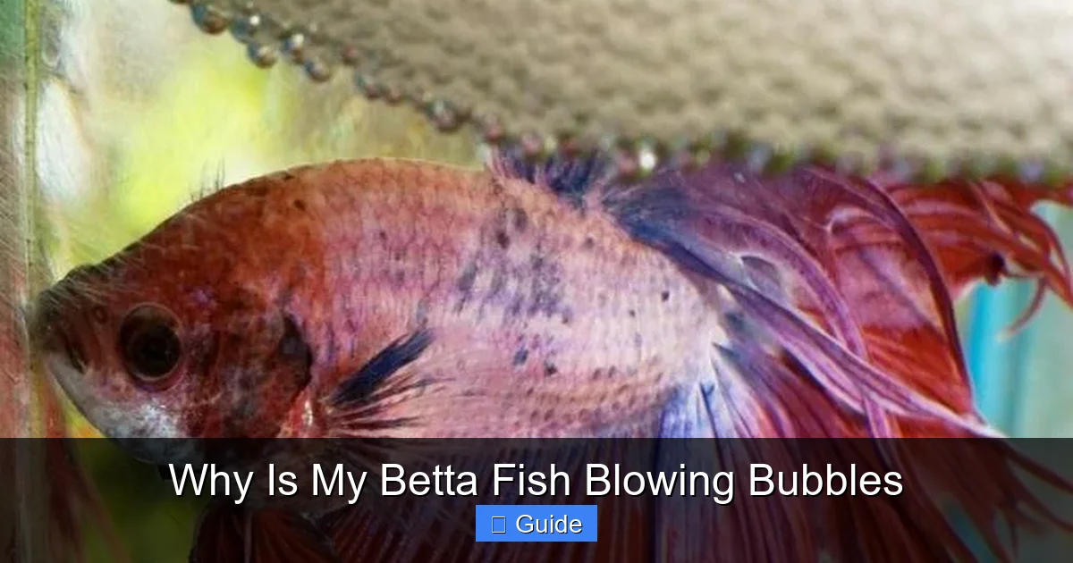 Why Is My Betta Fish Blowing Bubbles