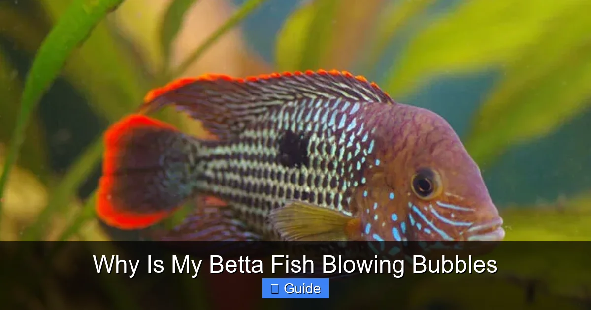 Why Is My Betta Fish Blowing Bubbles