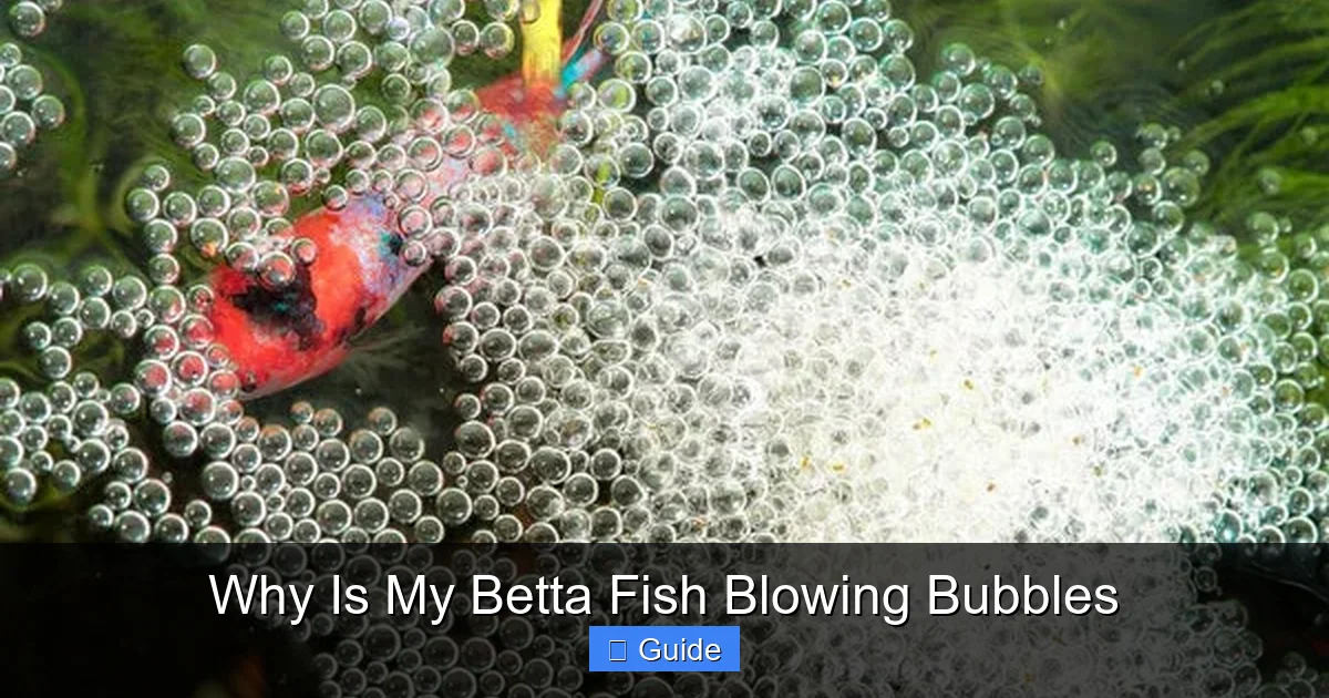 Why Is My Betta Fish Blowing Bubbles