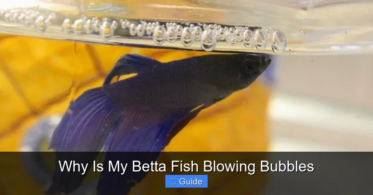 Why Is My Betta Fish Blowing Bubbles