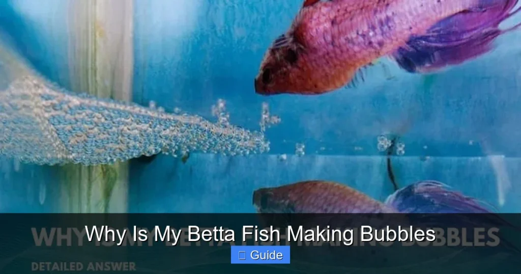 Why Is My Betta Fish Making Bubbles