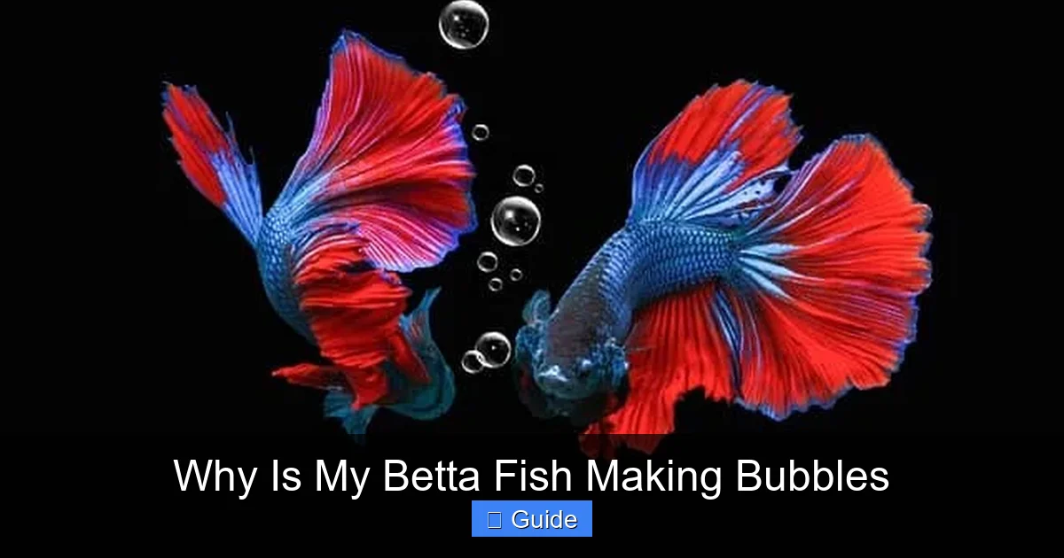Why Is My Betta Fish Making Bubbles