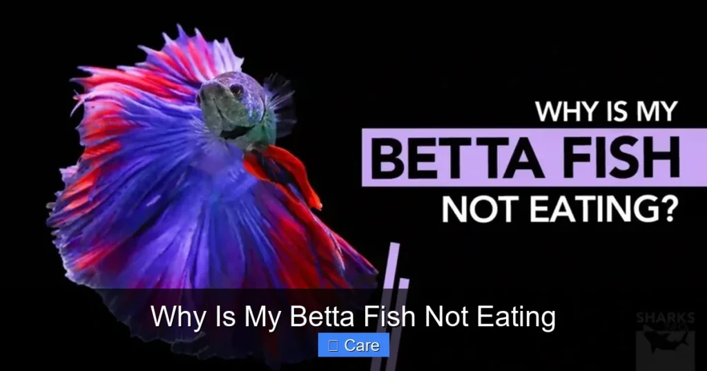 Why Is My Betta Fish Not Eating