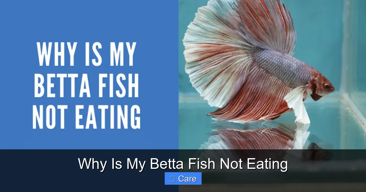 Why Is My Betta Fish Not Eating