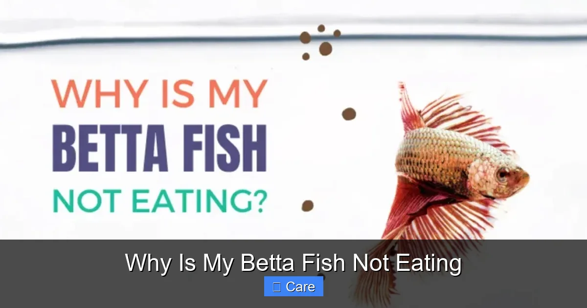 Why Is My Betta Fish Not Eating