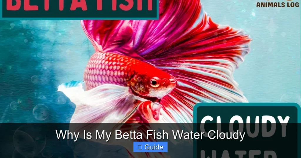 Why Is My Betta Fish Water Cloudy