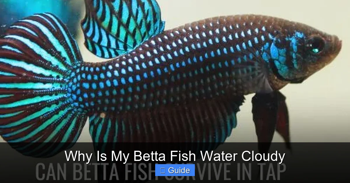 Why Is My Betta Fish Water Cloudy