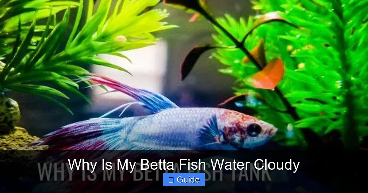 Why Is My Betta Fish Water Cloudy