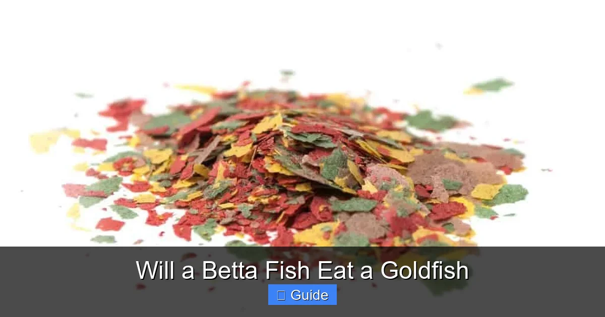 Will a Betta Fish Eat a Goldfish