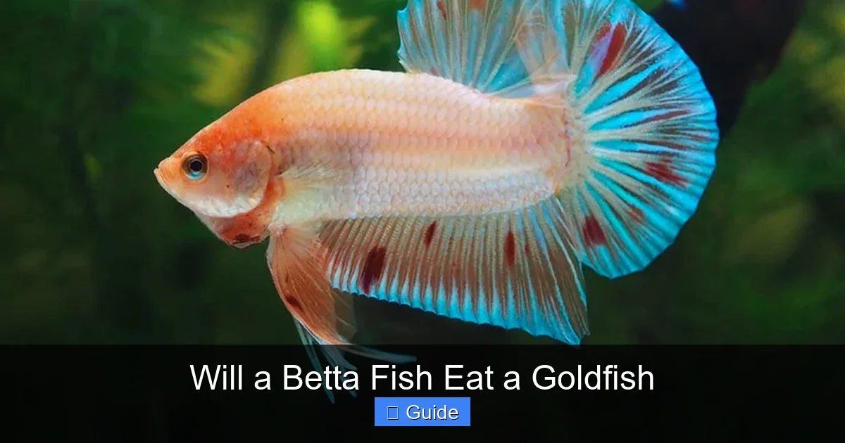 Will a Betta Fish Eat a Goldfish