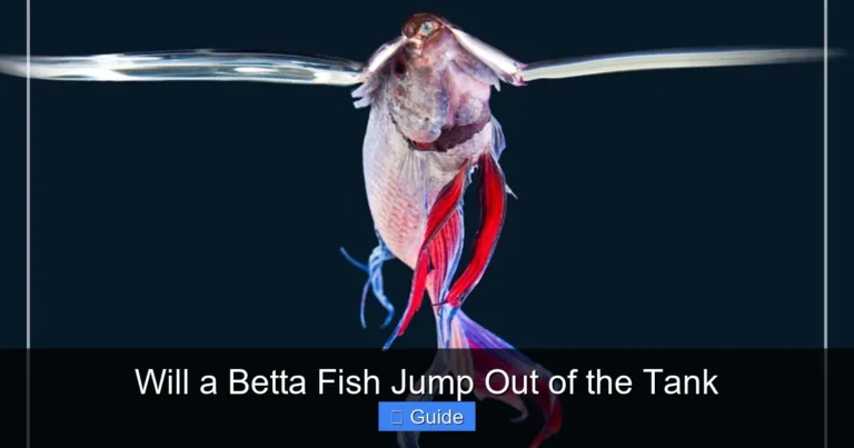 Will a Betta Fish Jump Out of the Tank