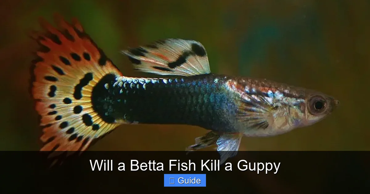 Will a Betta Fish Kill a Guppy