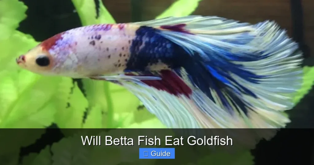 Will Betta Fish Eat Goldfish