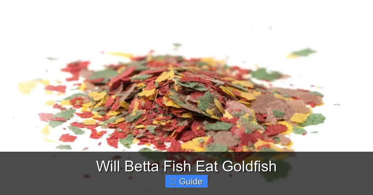 Will Betta Fish Eat Goldfish