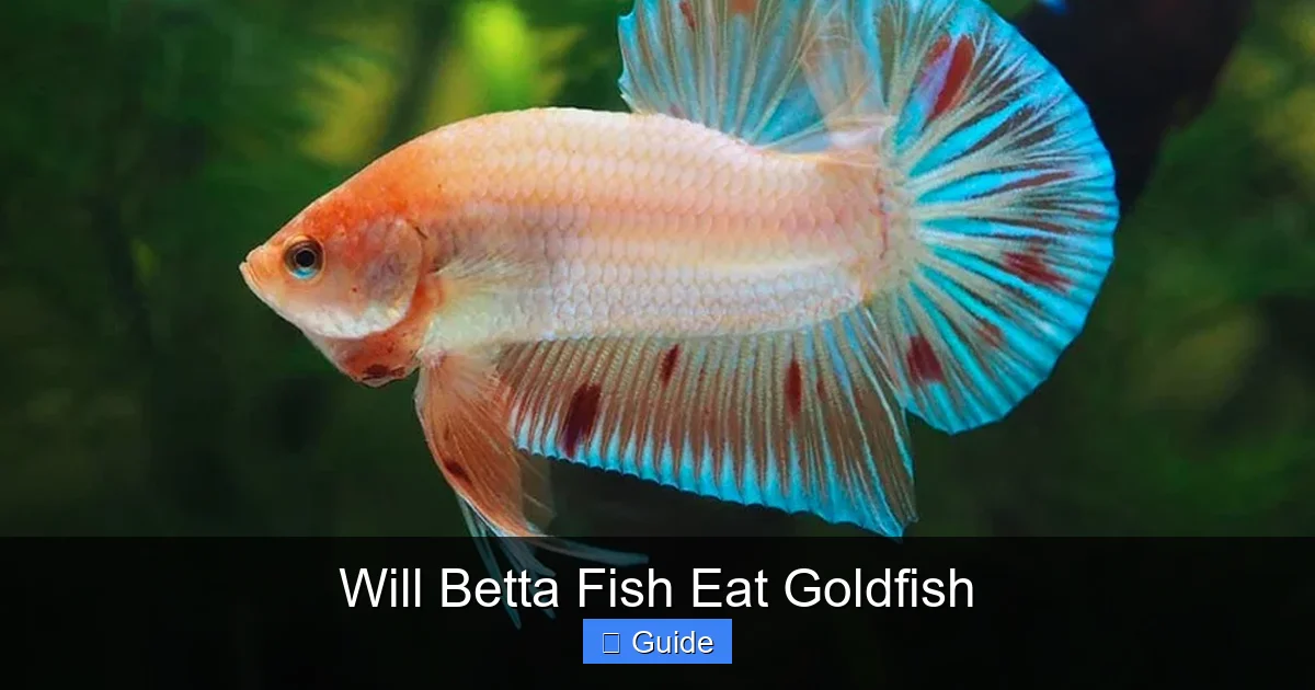 Will Betta Fish Eat Goldfish