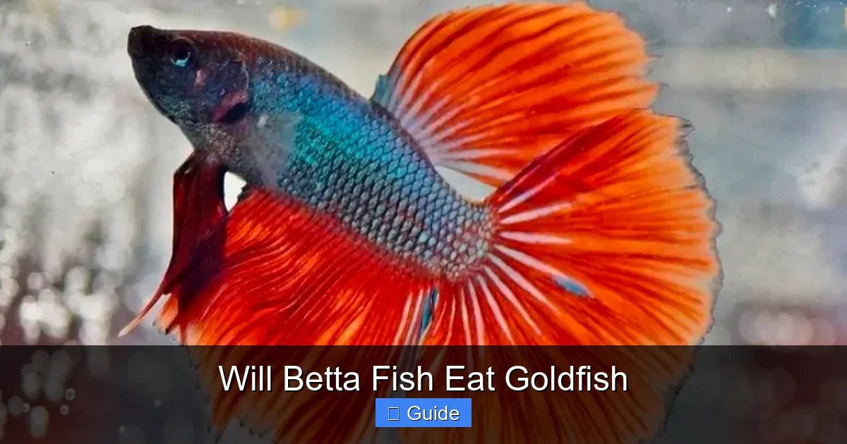 Will Betta Fish Eat Goldfish