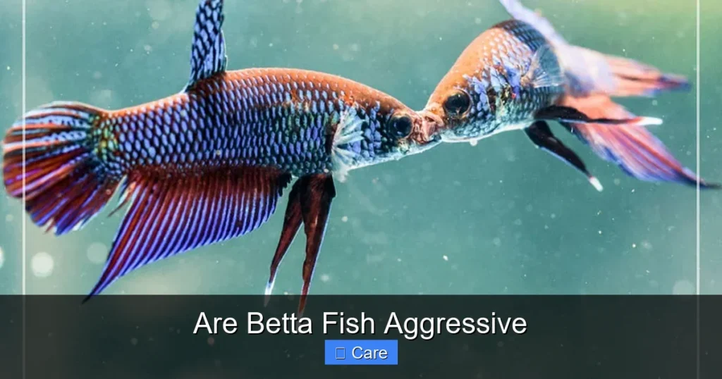 Are Betta Fish Aggressive