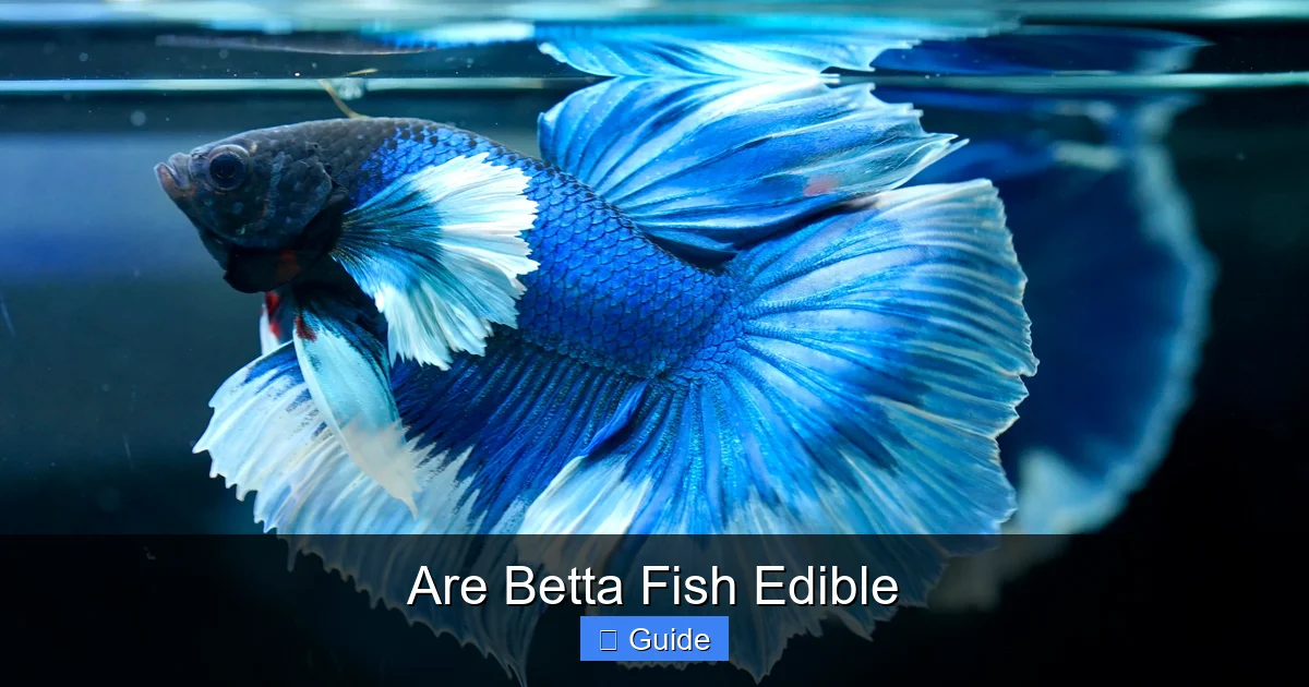Are Betta Fish Edible