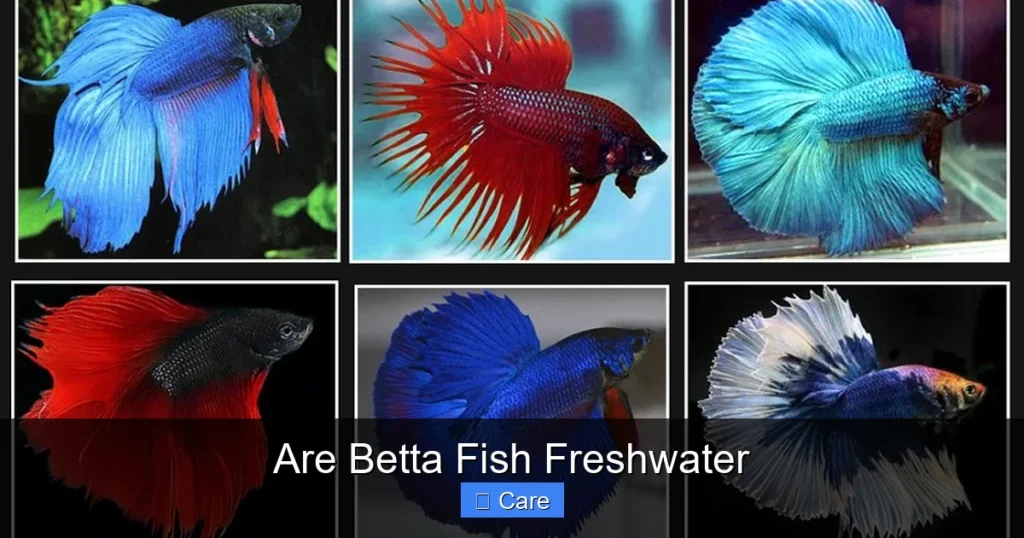 Are Betta Fish Freshwater