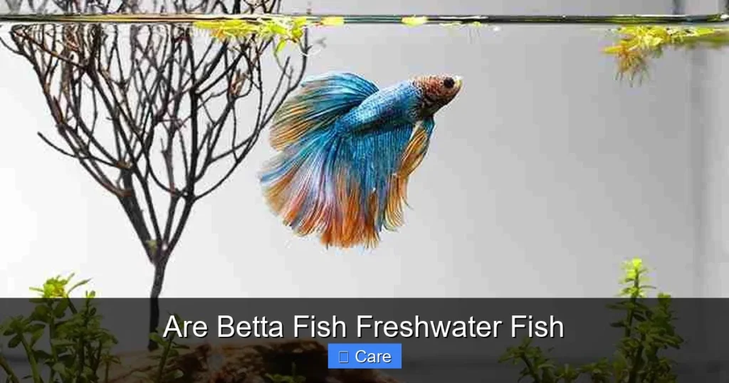 Are Betta Fish Freshwater Fish