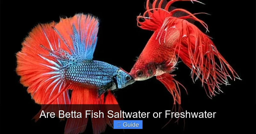 Are Betta Fish Saltwater or Freshwater