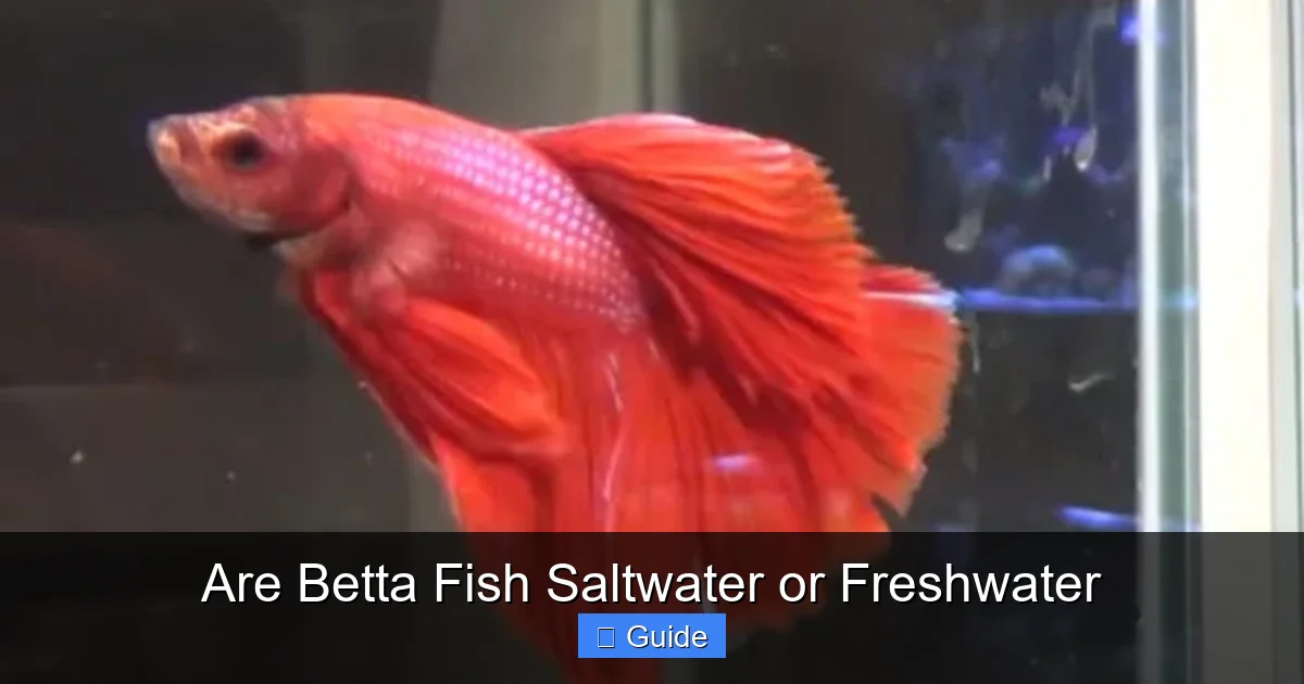 Are Betta Fish Saltwater or Freshwater