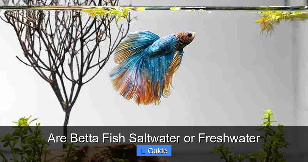 Are Betta Fish Saltwater or Freshwater