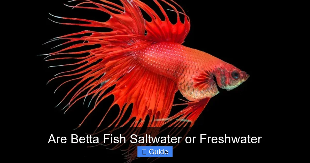 Are Betta Fish Saltwater or Freshwater
