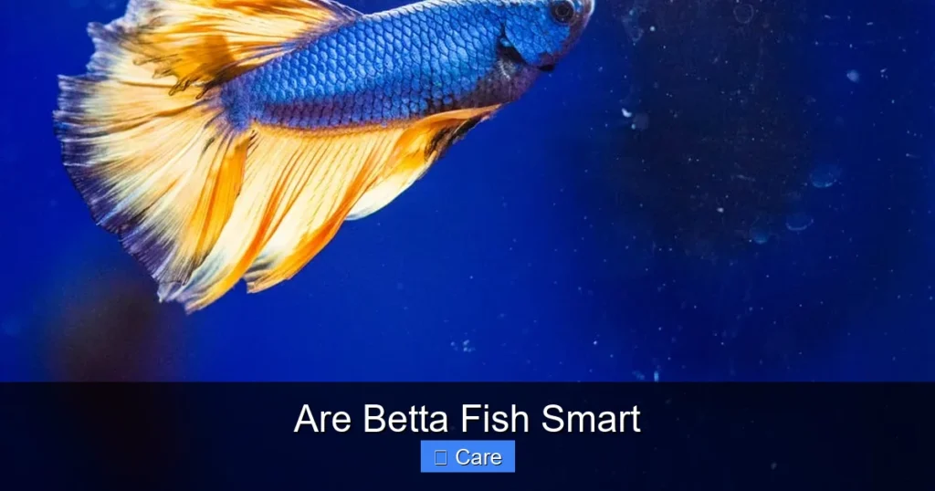 Are Betta Fish Smart