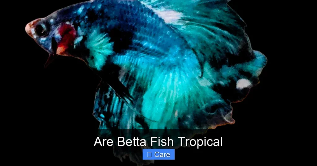 Are Betta Fish Tropical