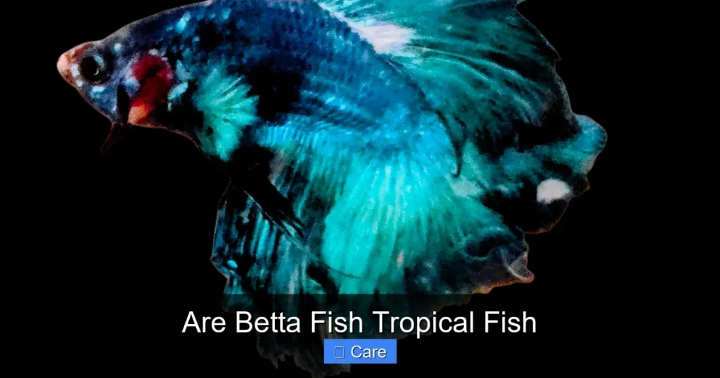 Are Betta Fish Tropical Fish