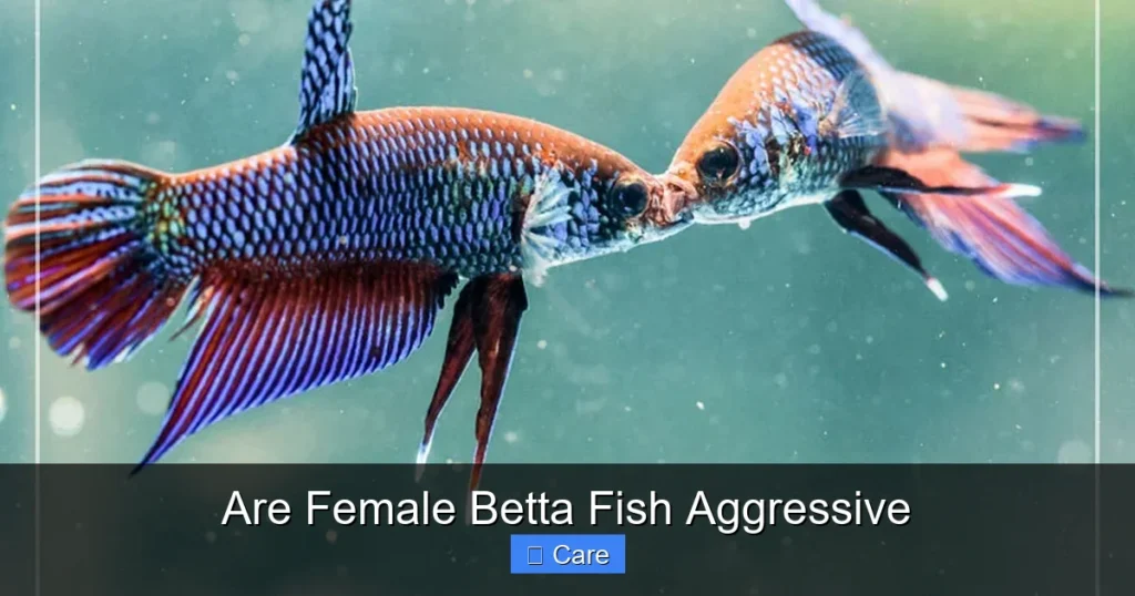 Are Female Betta Fish Aggressive
