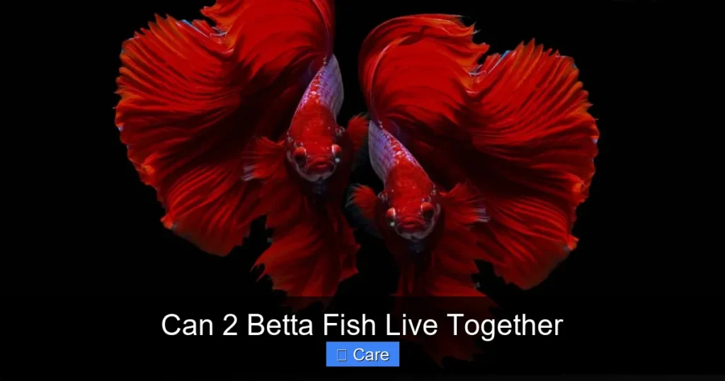 Can 2 Betta Fish Live Together