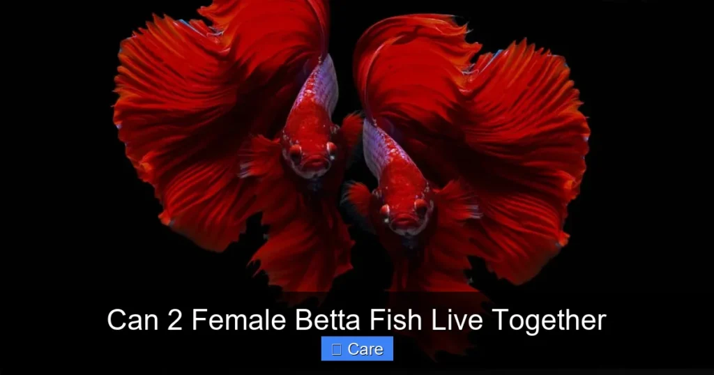Can 2 Female Betta Fish Live Together