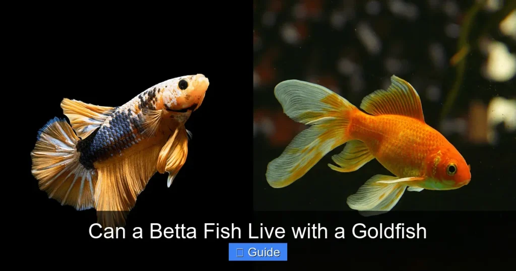 Can a Betta Fish Live with a Goldfish