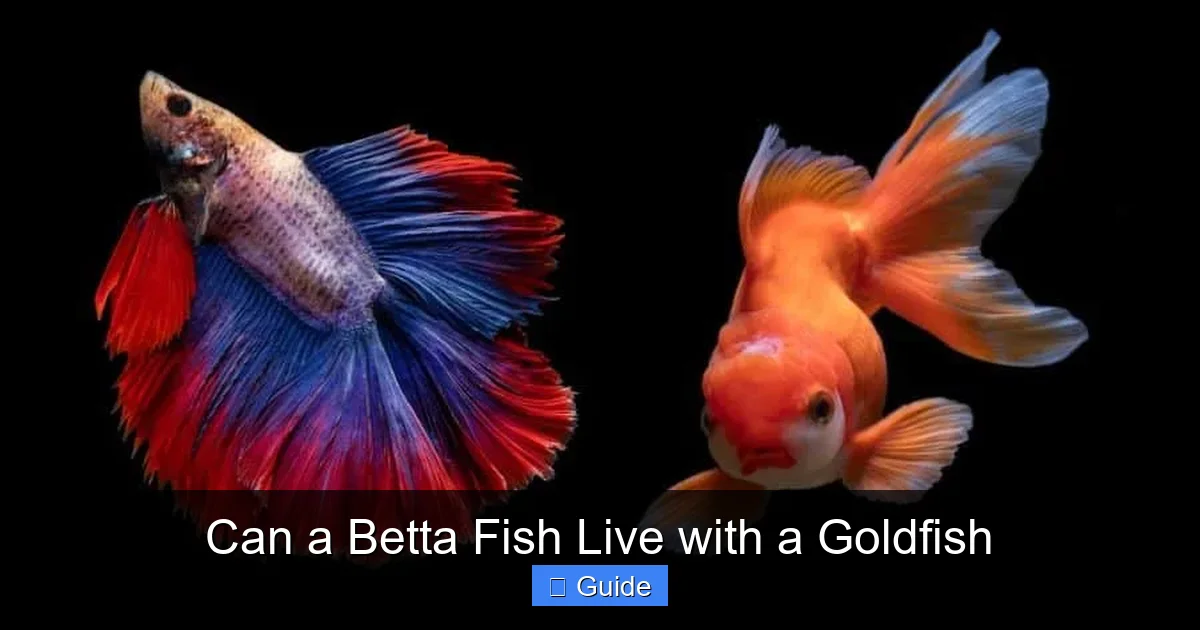 Can a Betta Fish Live with a Goldfish