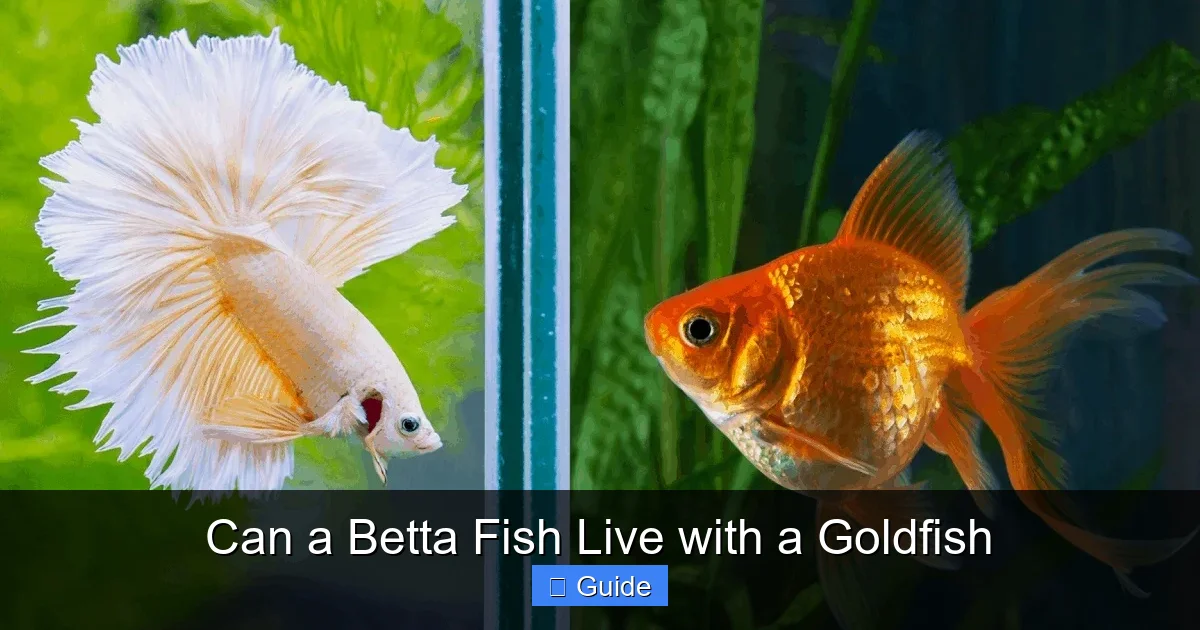 Can a Betta Fish Live with a Goldfish