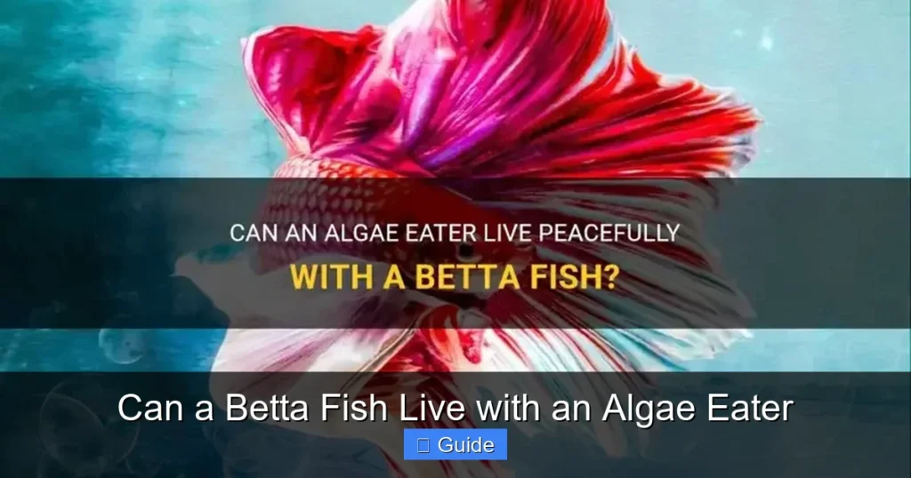 Can a Betta Fish Live with an Algae Eater