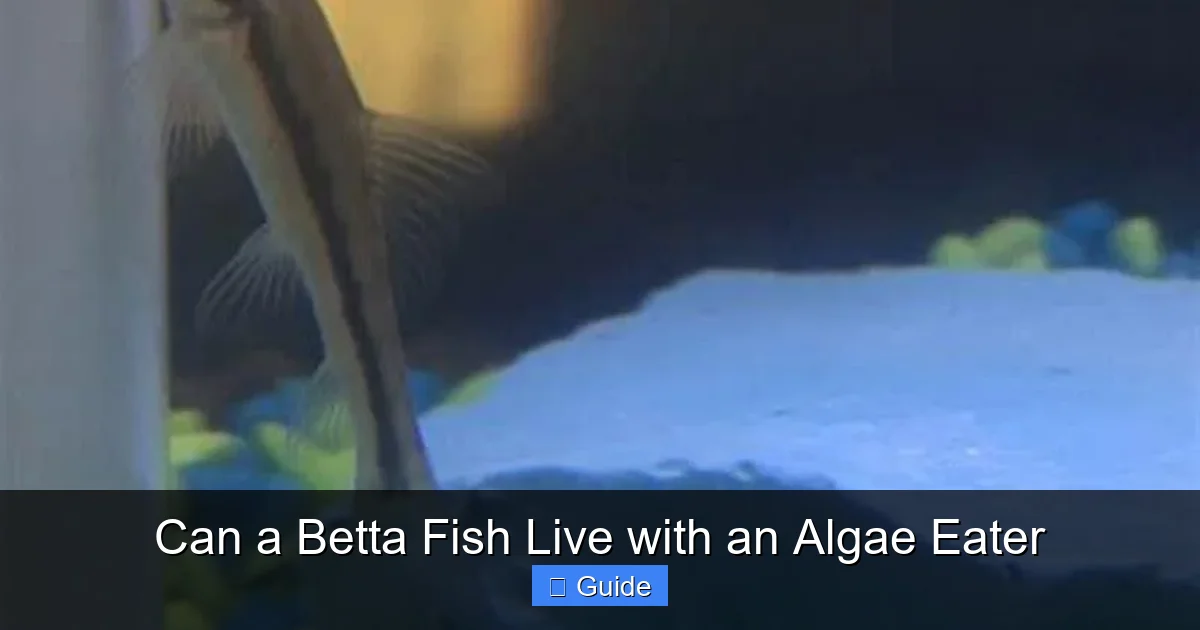 Can a Betta Fish Live with an Algae Eater