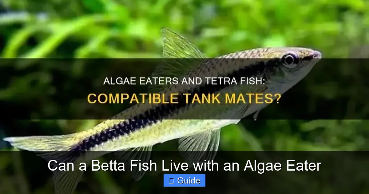 Can a Betta Fish Live with an Algae Eater