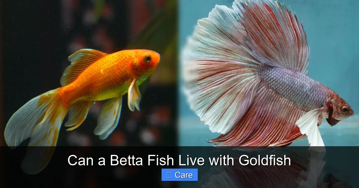 Can a Betta Fish Live with Goldfish
